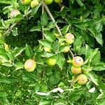 Malus pumila عادت داشتن