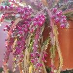 Lepismium cruciforme Flor