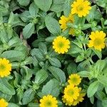 Sanvitalia procumbens Fula