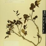 Zanthoxylum oxyphyllum Outro