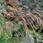 Brassica insularis Other