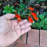 Seemannia sylvatica फूल