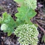 Sedum anacampseros Blüte