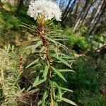 Ledum palustre Leaf