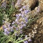 Vitex negundo Levél