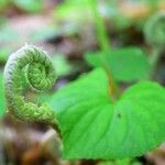 Polystichum acrostichoides ഇല