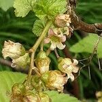 Ribes nigrum Fleur