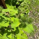 Arctium lappaFlower