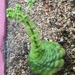 Aeonium tabulaeforme Хабит