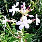 Saponaria officinalis Flower