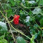 Arum italicumFruto