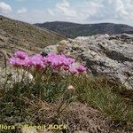 Armeria malinvaudii Habit