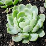 Echeveria elegans 形态