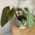 Philodendron spp.