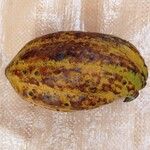 Theobroma cacao Froito