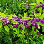 Callicarpa americana ഫലം