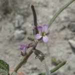 Strigosella africana Λουλούδι