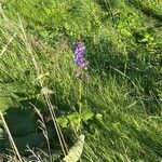 Salvia pratensisŽiedas