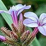 Plumbago europaea Blomst