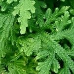 Selaginella martensii Foglia