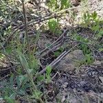 Anemone hortensis List
