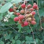 Rubus gratus ഫലം