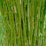 Pleioblastus linearis Corteza