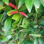 Syzygium jambos Kukka