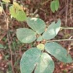 Mimosa albida Leaf