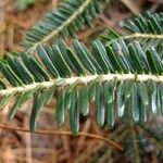 Abies nebrodensis Alia