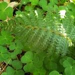 Polystichum braunii Hoja