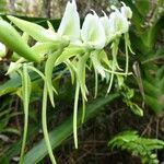 Angraecum eburneum Flower