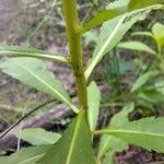 Penthorum sedoides Bark