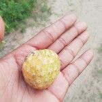 Annona senegalensis Hedelmä