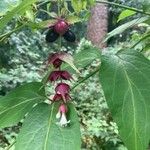 Leycesteria formosaᱵᱟᱦᱟ