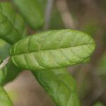 Combretum constrictum Leaf