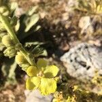 Verbascum undulatum Flower