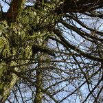 Larix sibirica Hábito