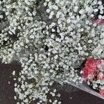 Gypsophila paniculata ᱵᱟᱦᱟ