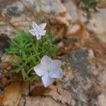 Dianthus gyspergerae ফুল