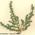 Polycnemum majus Libunga