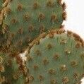 Opuntia aciculata List