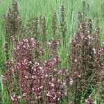 Pedicularis palustris ശീലം