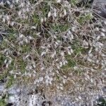 Arenaria aggregata Fruto
