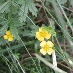 Potentilla erecta Цветок