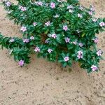 Catharanthus roseus Blomst