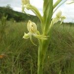 Centrostigma occultans Flor