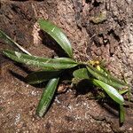 Maxillaria superfluaLapas