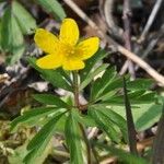 Anemone ranunculoides Kukka