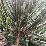 Euphorbia canariensis List